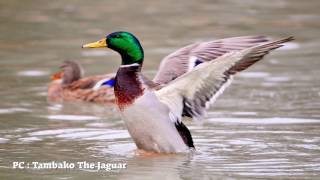 Spring is here - Haru ga kita