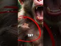 Severe Animal Cruelty at coconut Farms
