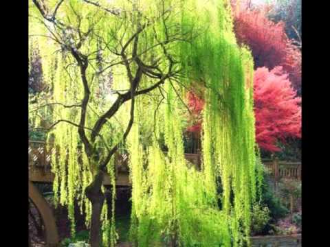 DORELA URBINA - Y TU ME VAS A RECORDAR