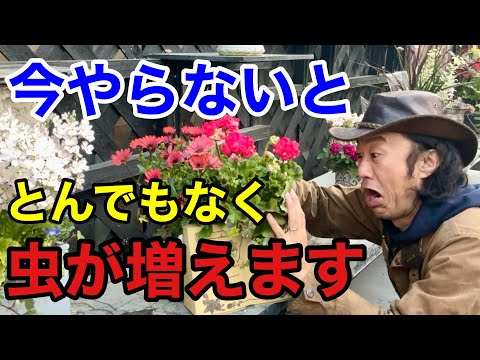 堆肥に虫が発生しないようにするにはどうすればよいですか?害虫と親友は誰ですか?  庭園
