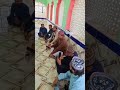 Hubdaran Ja Kando Bera Paar By Roshan Mahar And Sadam Chadhar Sindhi Molood Shareef