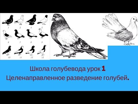 Школа голубевода часть 1 Целенаправленное разведение голубей