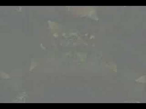 Level 70 Elite Tauren Chieftain