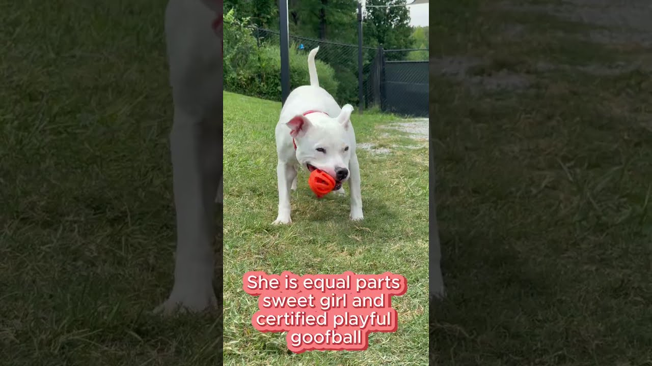 Enlarge Lizzy, a Adoptable mixed breed in Mooresville, NC video 5/5