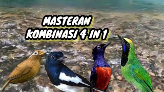 Download lagu Masteran Kombinasi 4 in 1 Wambi,Kacer,cucak ijo dan murai batu mp3 Download lagu Masteran Kombinasi 4 in 1 Wambi,Kacer,cucak ijo dan murai batu mp3