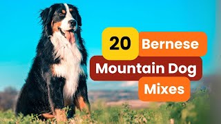 20 Popular BERNESE MOUNTAIN DOG Mixes You Need to Know