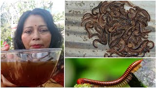 How To Get  Rid Of Millipedes Naturally