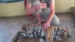 preview picture of video 'Tiger Kingdom - Mae Rim - Chiang Mai 10'