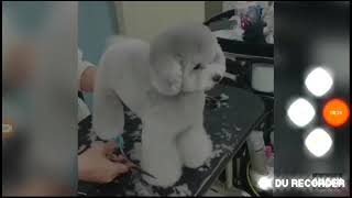 Самое смешное видео.Пранк