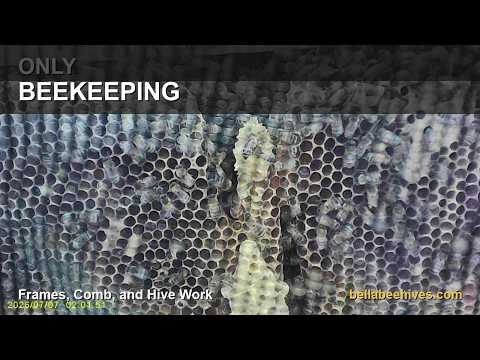 Bella Bees beekeeping only: frames, comb, and hive work educational YouTube thumbnail