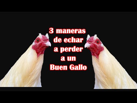 , title : '3 Maneras de echar a perder a un buen gallo'