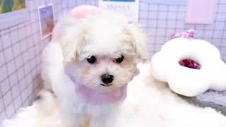 ハーフ犬の動画01