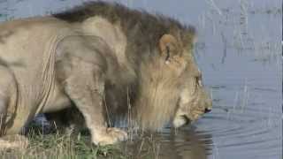 Lion drinking at Botswana water hole.avi
