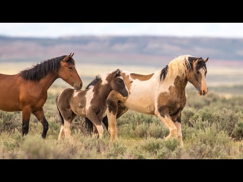 Part 5 Outtakes and Behind the Scenes Filming Wild Horses of the West My Journey by Karen King
