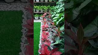 Download lagu aglonema lovers  #aglonema #bungacantik #hobi  #aglonemaindonesia   #plantsmakepeoplehappy mp3