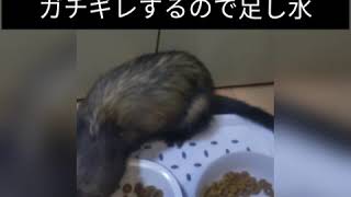 可愛いね♡肉食獣が並んでご飯