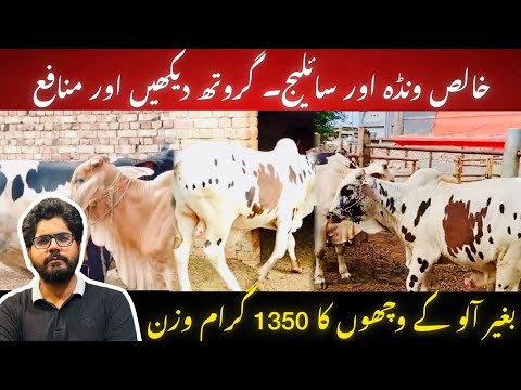 Fattening business II Growth of animals on organnic wanda II Dr. Muzzammil Hassan