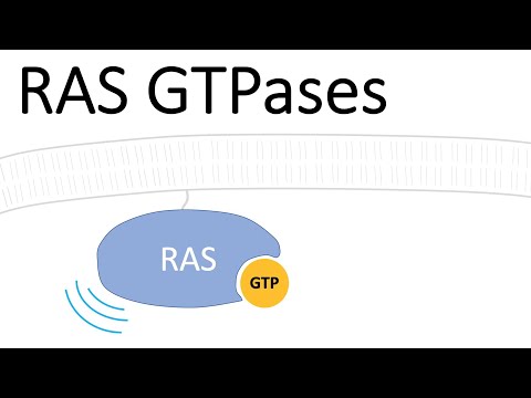 RAS Protein - Small GTPases