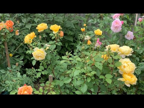 Rose Garden Tour | The Good and the Bad | David Austin Roses | Kordes Roses