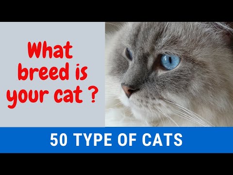 Cats and Cat Breeds; List of 50 Breeds with Details