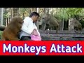 Monkey Attack Man Monkey Video Monkey Fight