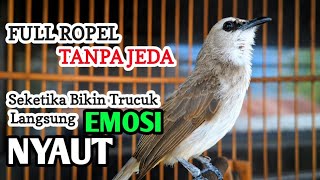 Download lagu trucukan gacor tarung FULL ROPEL PANJANG pancingan trucukan agar bunyi jadikan burung trucuk NYAUT mp3