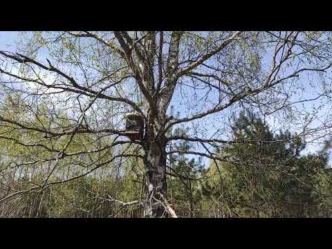 Пчеловодство.Роеловство #Роеловство #Shorts