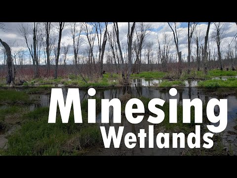 Minesing Wetlands -  Paddle Through a Forest - WCA Spring Canoe Trip