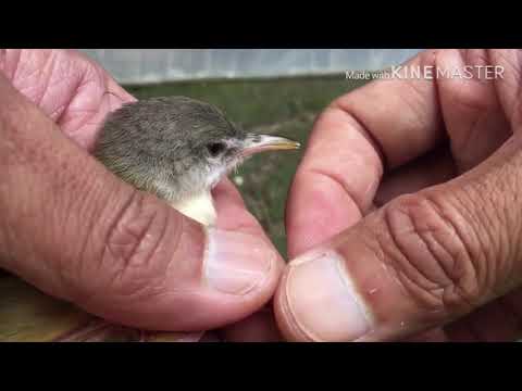 Jantan Novyj Trend Smotret Onlajn Na Sajte Trendovi Ru