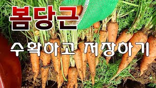[텃밭농부. 1,127]  봄당근 수확하고 저장하기. 이렇게 재배하면 됩니다.