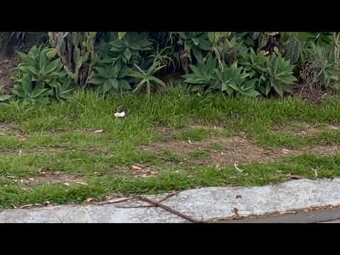 TYMas TV Live Stream