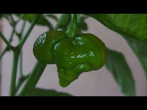Trinidad Moruga Scorpion Pepper, Ripening Time-lapse (Over 72 hours)