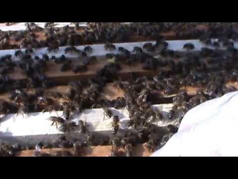 2/2 A new visit to the Tisa Silvestri Monastery and a chance to film interesting things