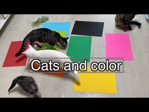 [ENG]🐱 고양이는 어떤색을 좋아할까요? What color do cats like?