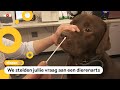 Kan het corona virus ook huisdieren ziek maken?