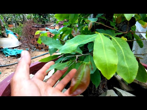 Tạo nụ mai vàng tháng nào chuẩn nhất chơi mai nên biết cách này