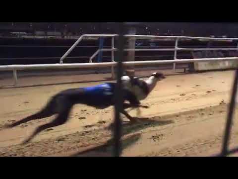 Greyhounds in slow motion chasing the hare at Wimbledon Stadium shortly before the venue sadly ceas