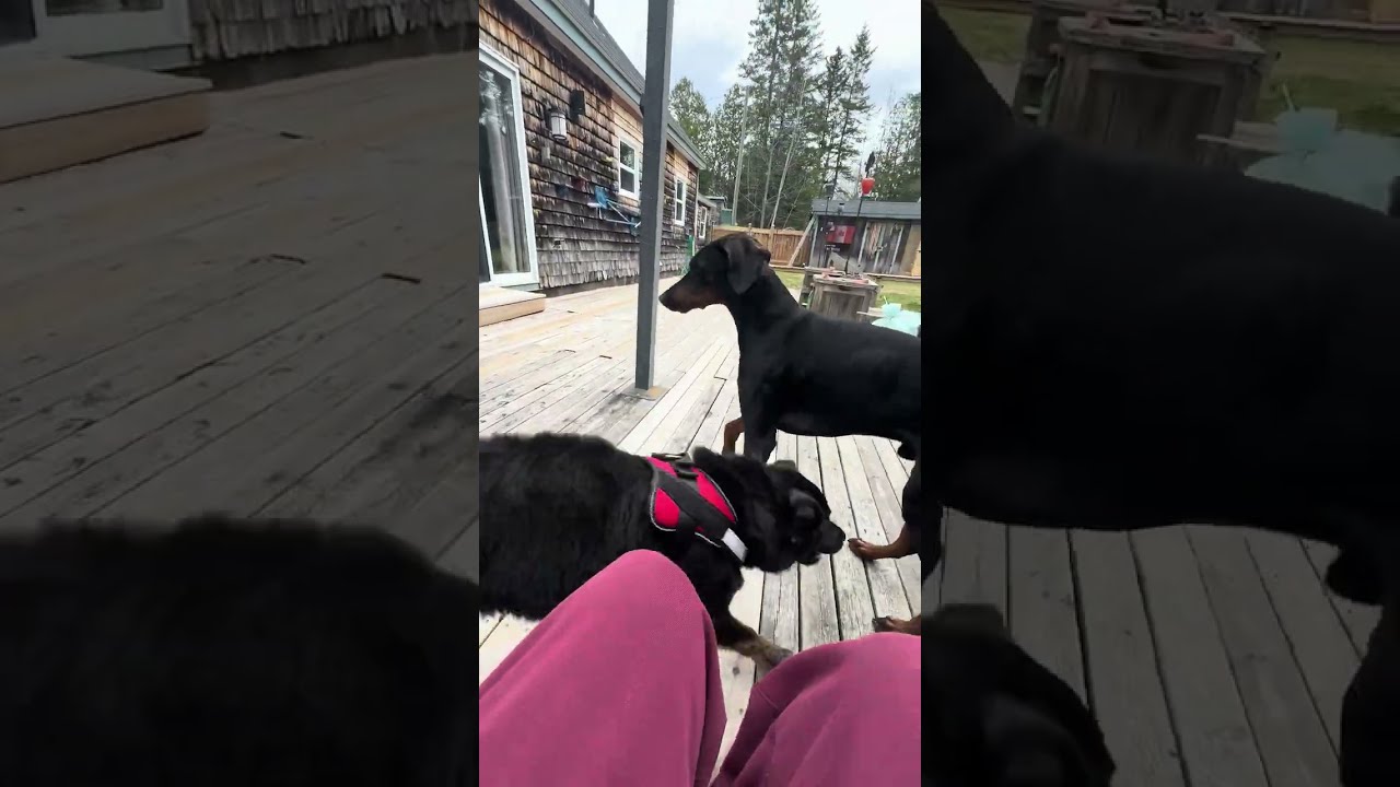 Enlarge Posy, an adopted mixed breed in St Stephen, NB video 2/2