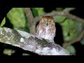 The Oriental Scops Owl Otus Sunia Is A Species Of Scops Owl Found In Eastern And Southern Asia