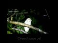 Oriental Scops Owl