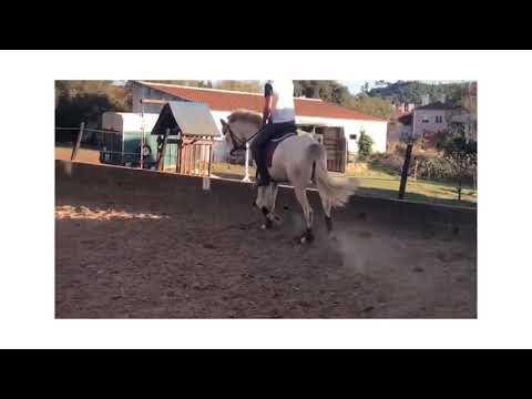 Nevada 3yo Piro free Lusitano mare