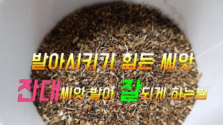 잔대씨앗 발아 잘 되게 하는법 이것만 알면 끝