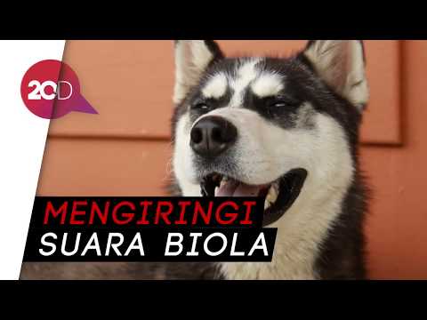 Viral! Nyanyian Anjing Ini Curi Perhatian Masyarakat
