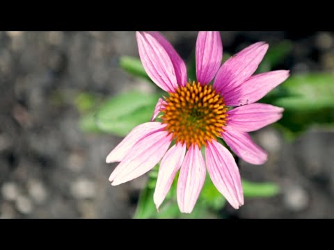 Healing Garden at Rush