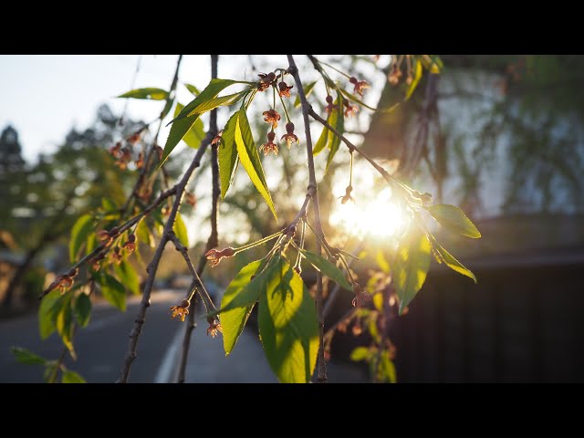 2025 [Kakunodate Cherry Blossoms] Blooming Status May 2nd