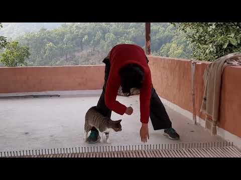 yoga with cat kittu😍 #community #yoga #playful