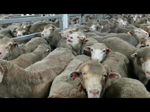 ‘No economic or scientific reason’ to ban live sheep exports: Littleproud