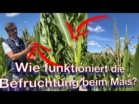 Frag Dr. Schröder - Wie funktioniert die Befruchtung beim Mais?