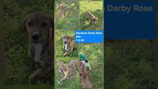 Video preview image #1 Mutt Puppy For Sale in Wakefield, RI, USA