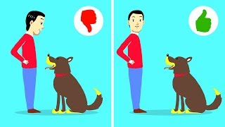 10 Jeitos Fáceis De treinar Um Filhote